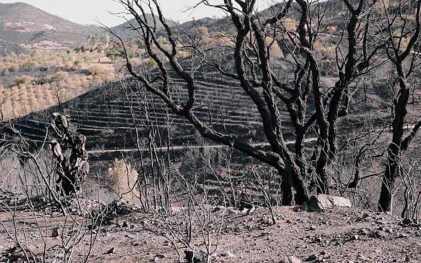 Immagine di copertina di: Niente campagna antincendio per mille operai di Forestas